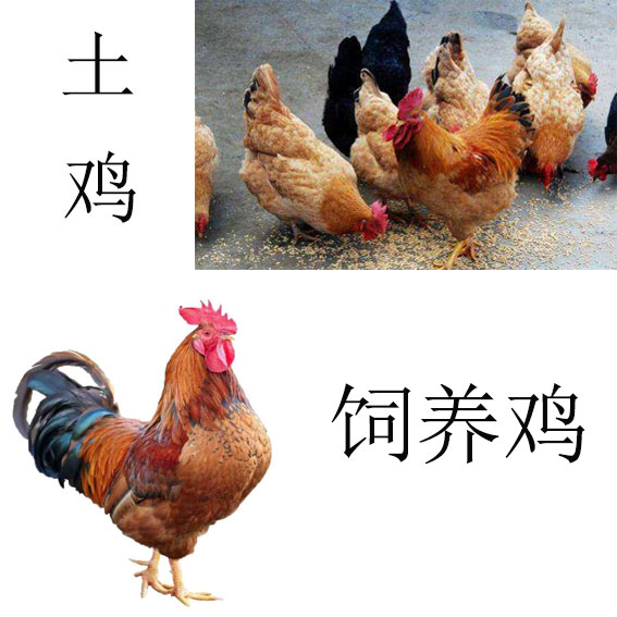 土雞和飼養雞